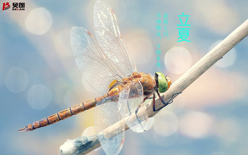 立夏啦！立夏啦！
